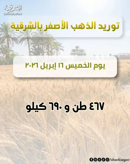 قمح الشرقية:استقبال  ٤٦٧طن ٦٩٠كيلو قمح بالشون والصوامع