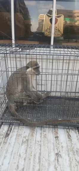 بيطري الشرقية يسيطرة على النسناس تمهيداً لإيداعه بحديقة الحيوان بالزقازيق