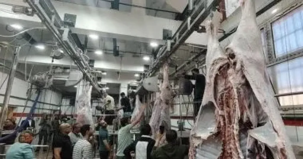التشغيل التجريبى لمجزر الزقازيق العام بتكلفة 38 مليون جنيه