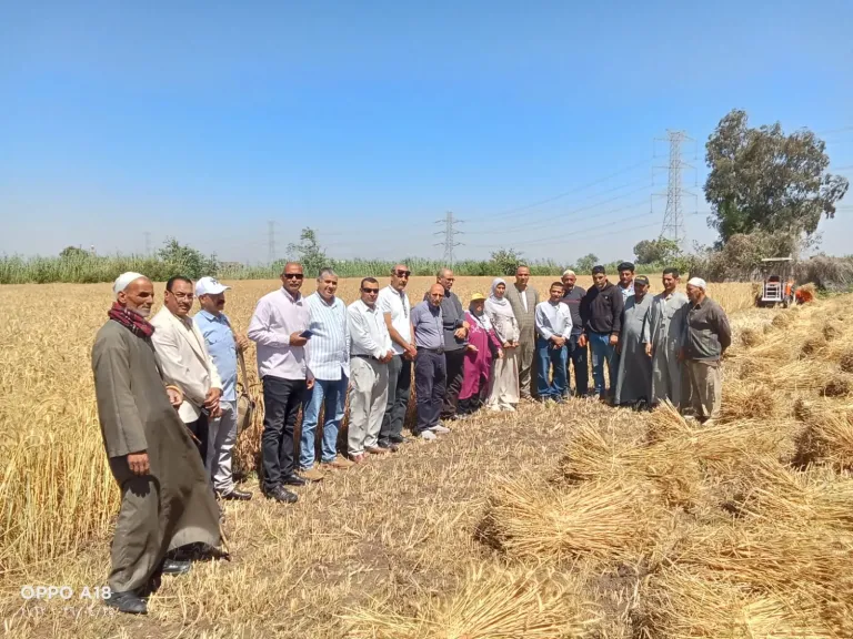 محافظ البحيرة تنفذ يوم حصاد القمح بكفر الحاجه بمركز ايتاى البارود