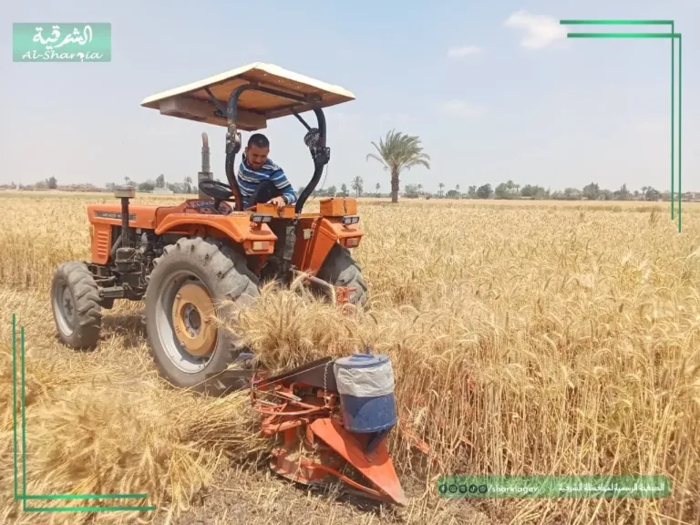 محافظة الشرقية تنتهي من استقبال 34568 طن من القمح المحلي