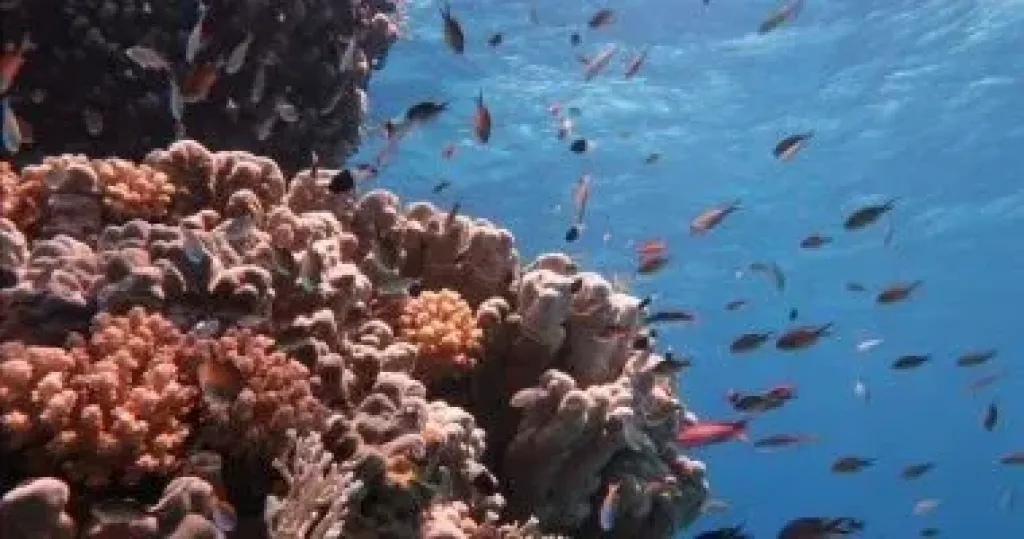 أسعار تنافسية وطقس رائع وشعب ودود.. التايمز البريطانية تدعو لزيارة مصر