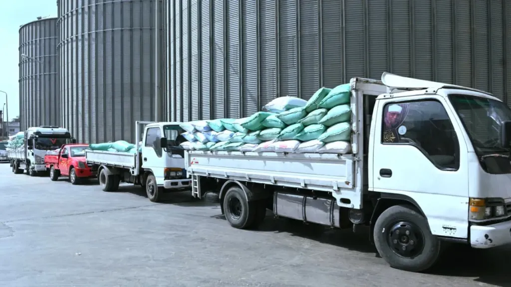 البحيرة تواصل حصد سنابل الخير توريد  19870 طن قمح حتى صباح اليوم