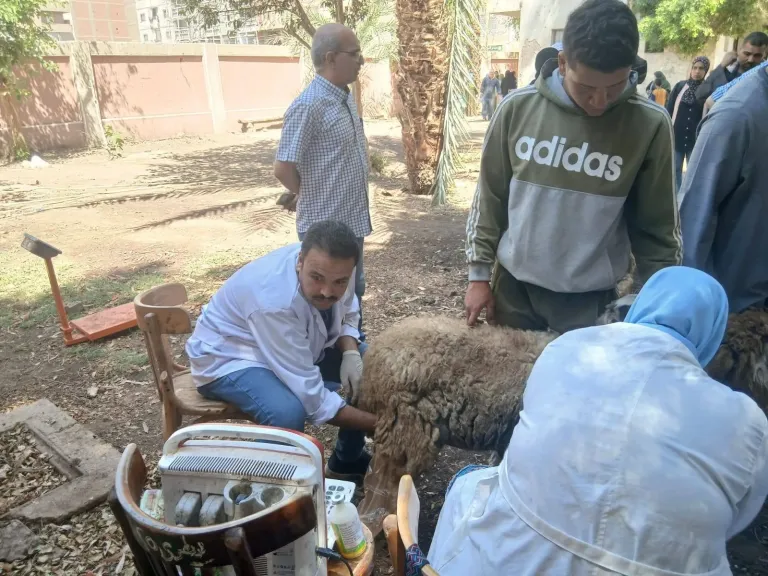 محافظ أسيوط: تسليم 132 رأس أغنام وماعز لـ61 أسرة بالقوصية ضمن جهود