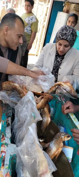 محافظ أسيوط: ضبط 1.3 طن لحوم غير صالحة وتحرير 19 محضرًا خلال حملات الطب