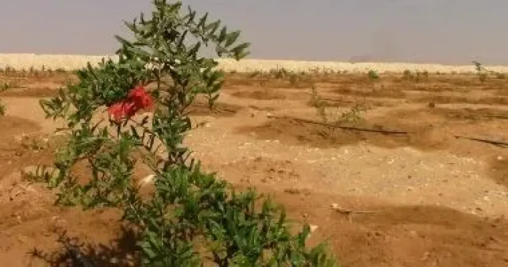 145 ألف طلب جديد لتقنين أراضى الدولة عبر المنصة الوطنية