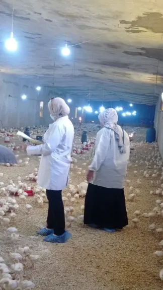 بيطري الشرقية   يحصن١١٥ألف و٥٤٥  طائر ضد أنفلونزا الطيور و الأمراض الوبائية