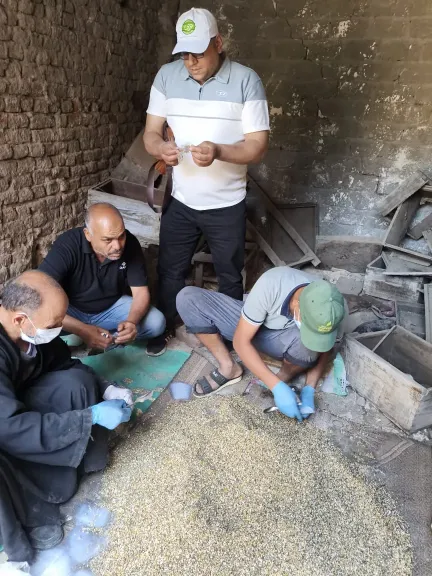 انطلاق الحملة القومية لمكافحة القوارض برعاية محافظ البحيرة