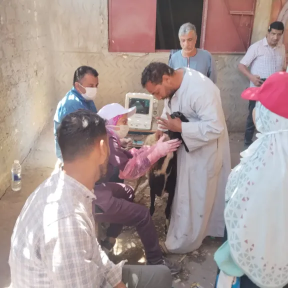 محافظ أسيوط: تسليم 216 رأس أغنام وماعز لـ100 أسرة منتجة بالفتح ومنفلوط