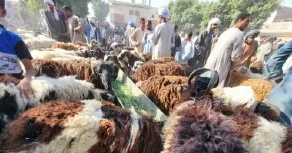 ‎الزراعة تعلن الطوارئ لاستقبال عيد الأضحى وتناشد المواطنين تجنب الذبح بالشوارع