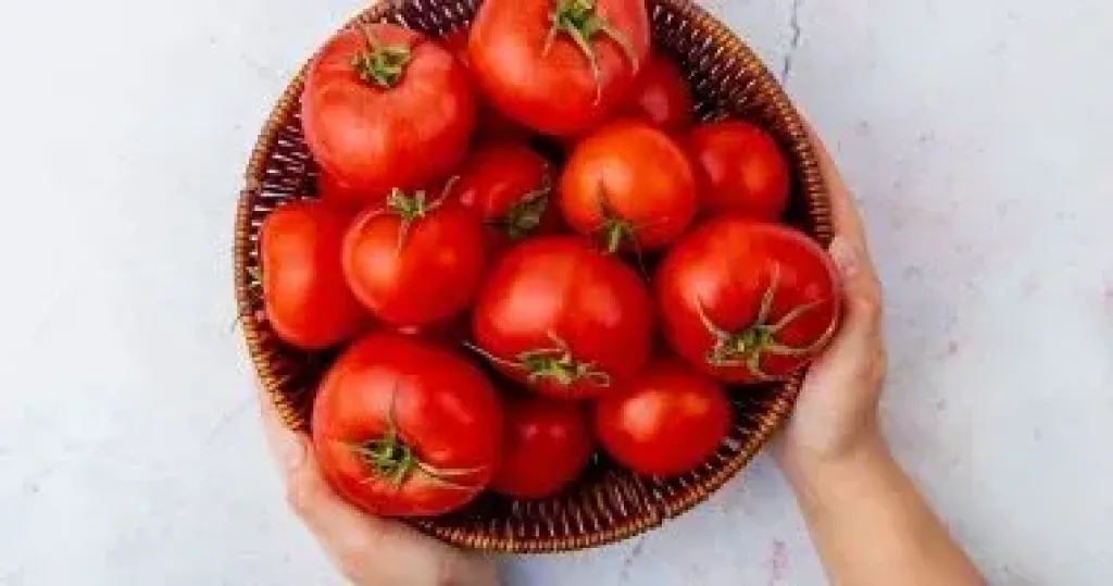 حرارة ومياه وملوحة.. كيف تواجه الطماطم المصرية ثلاثية التغيرات المناخية؟