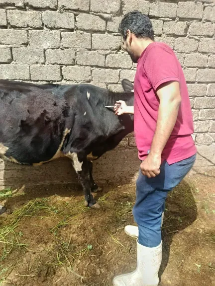محافظ أسيوط: تحصين أكثر من 47 ألف رأس ماشية خلال 4 أسابيع ضمن الحملة
