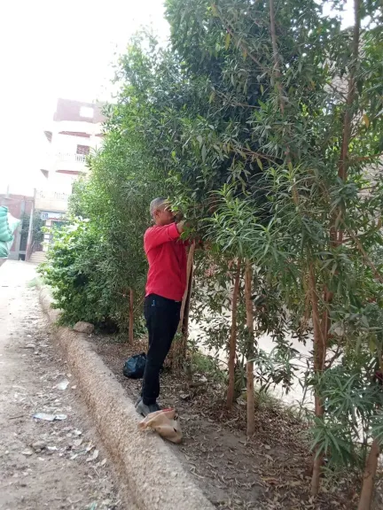 محافظ أسيوط: استمرار تركيب الأكواد التعريفية لأشجار مبادرة 100 مليون شجرة