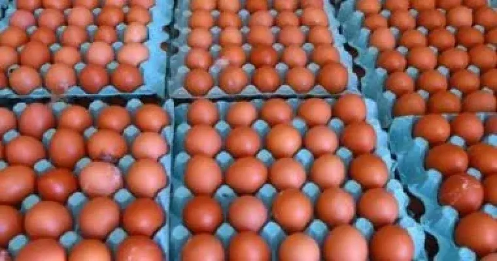 طرح كميات كبيرة من البيض والدواجن بالأسواق