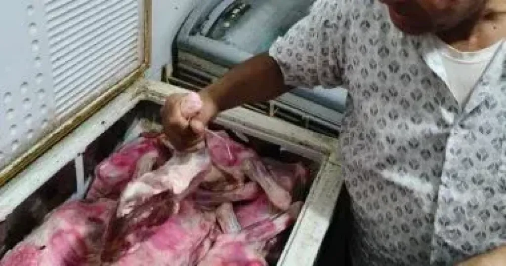 حملة من التموين والطب البيطري تضبط طن ونصف أجزاء دواجن غير صالحة بالغربية