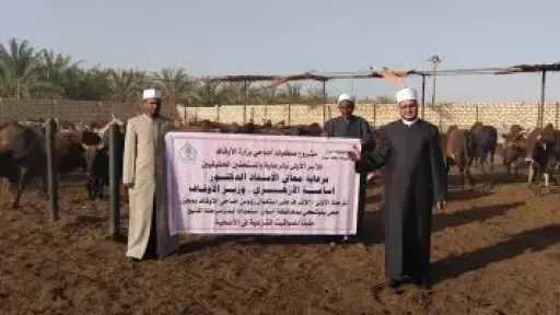 الأوقاف تتابع تجهيز الأضاحى بمجازر أبو سمبل استعدادًا لعيد الأضحى