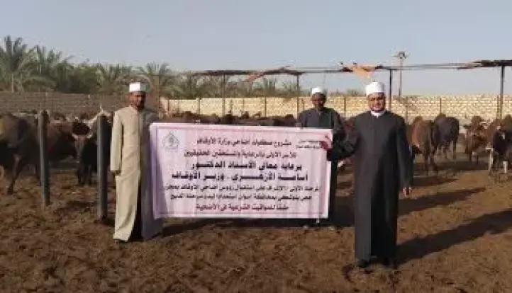 الأوقاف تتابع تجهيز الأضاحى بمجازر أبو سمبل استعدادًا لعيد الأضحى