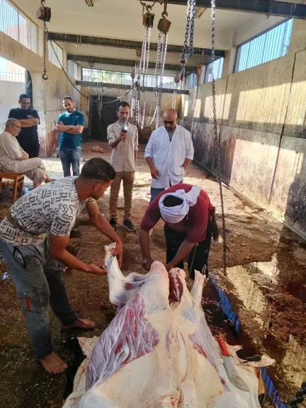 محافظ أسيوط: ذبح الأضاحي بالمجازر الحكومية مجانًا طوال أيام العيد.. ومحاضر فورية للمخالفين
