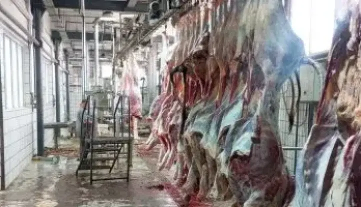 الجيزة: ذبح 4300 أضحية بالمجازر الحكومية خلال الأيام الثلاثة الأولى للعيد