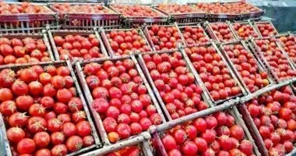 التموين تطرح الطماطم بـ20 جنيهًا للكيلو بالمجمعات الاستهلاكية