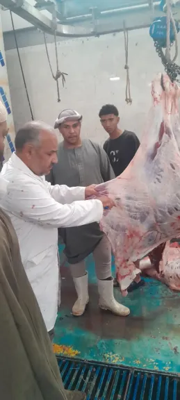 محافظ أسيوط: ذبح 655 أضحية بالمجازر الحكومية خلال عيد الأضحى