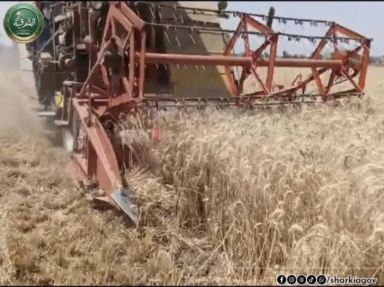 استلام ٦٤٤,٣٦1 ألف طن قمح محلي بصوامع الشرقية