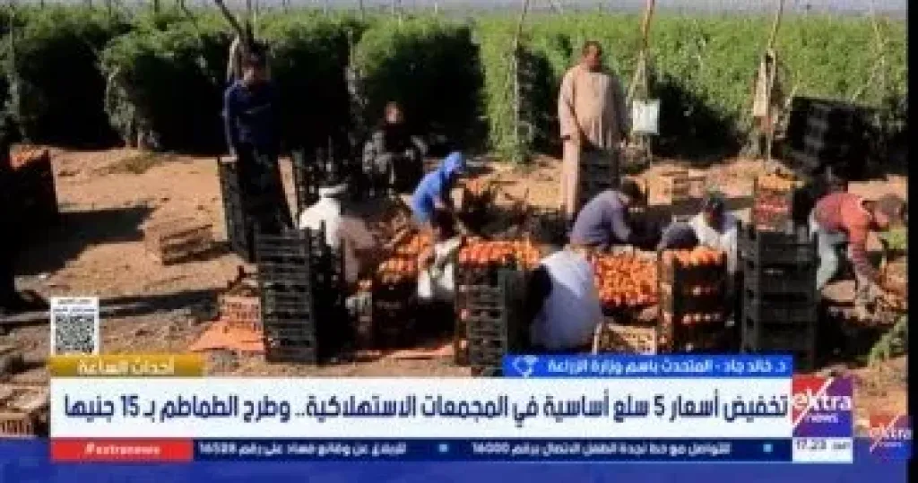 متحدث الزراعة: انخفاض كبير في أسعار الطماطم والبيض