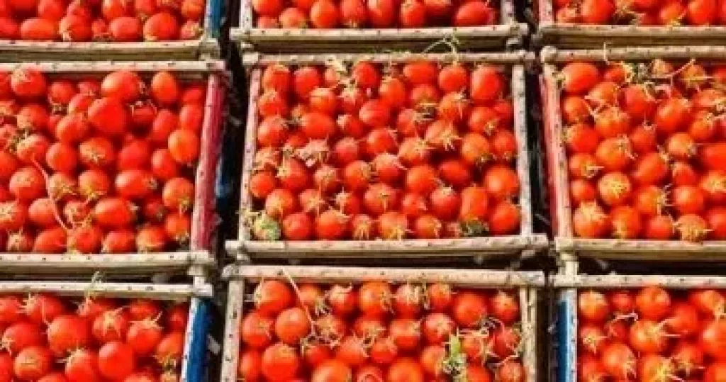 طرح الطماطم بمنافذ وزارة التموين.. اعرف الأسعار
