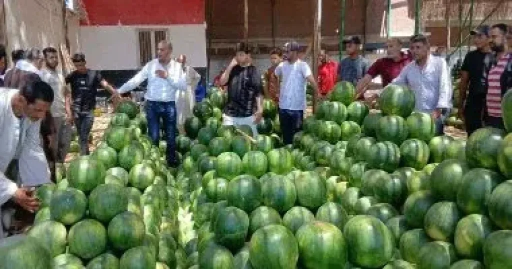 الزراعة تكشف حقيقة شائعات البطيخ: آمن تماما وصادراتنا في زيادة