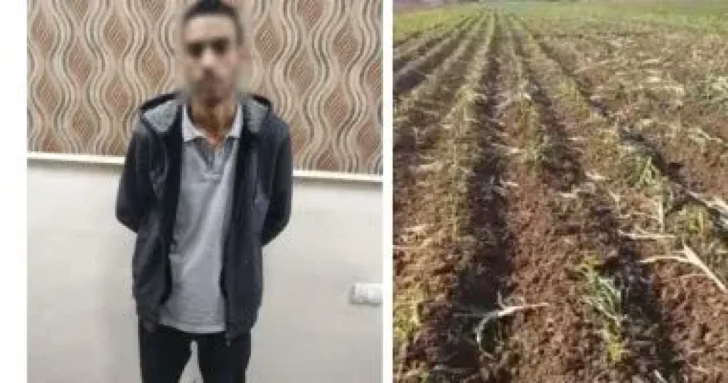 الداخلية تضبط المتهم بإتلاف محصول مواطن في البحيرة