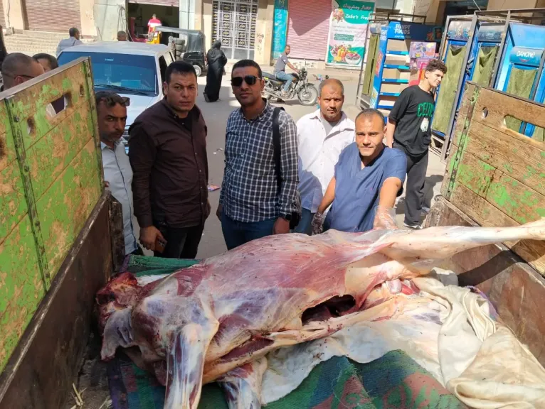 محافظ أسيوط: ضبط عجل مذبوح خارج المجازر الحكومية ومصاب باليرقان