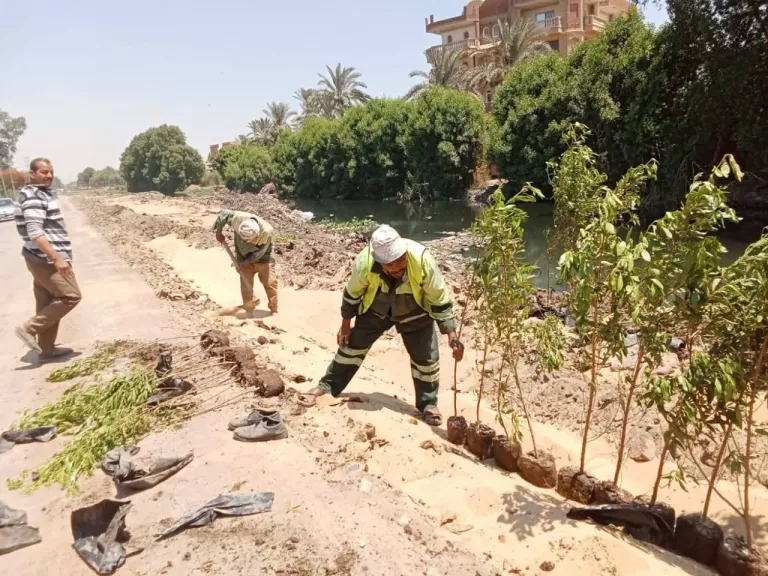 محافظة الجيزة: إطلاق مبادرة ”ازرع شجرة” بأبو النمرس لتحسين البيئة