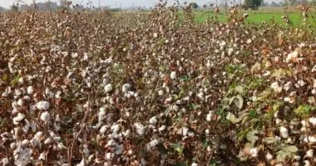 وزارة الزراعة: المساحة المنزرعة فعلياً من القطن بلغت 164 ألف فدان