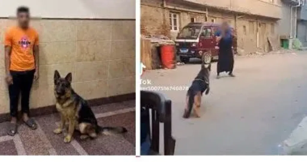 القبض على المتهم بدفع كلب لمهاجمة سيدة في البحيرة بهدف المزاح