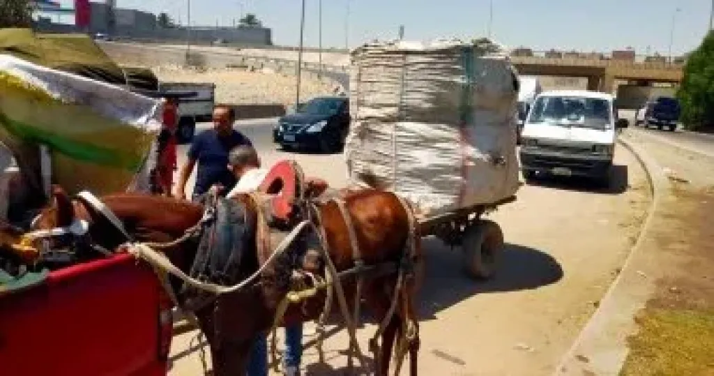 ضبط 28 عربة كارو وتروسيكل خلال حملة على الفريزة بشوارع حى الهرم