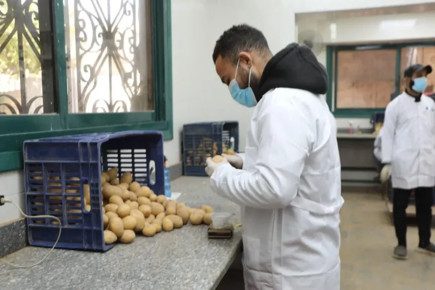 الزراعة: فحص أكثر من مليون طن بطاطس مائدة معدة للتصدير
