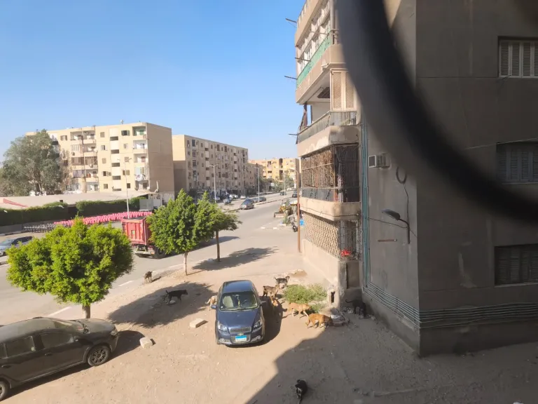 الدكتورة هند الشيخ: ”الكلاب الضالة جزء من المنظومة البيئية.. وخطة الدولة إدارتها وليس القضاء عليها”