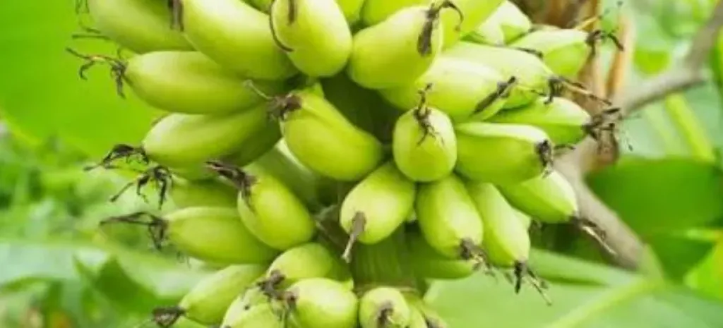 ”الزراعة” ترد على فيديو «زيادة وزن الموز»: ادعاءات غير علمية تثير البلبلة
