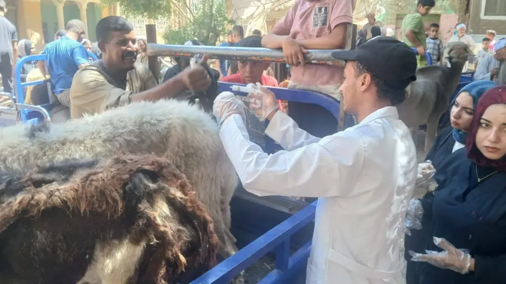 محافظ أسيوط: علاج أكثر من 2800 حالة ماشية وطيور بقافلة بيطرية مجانية بقرية المشايعة