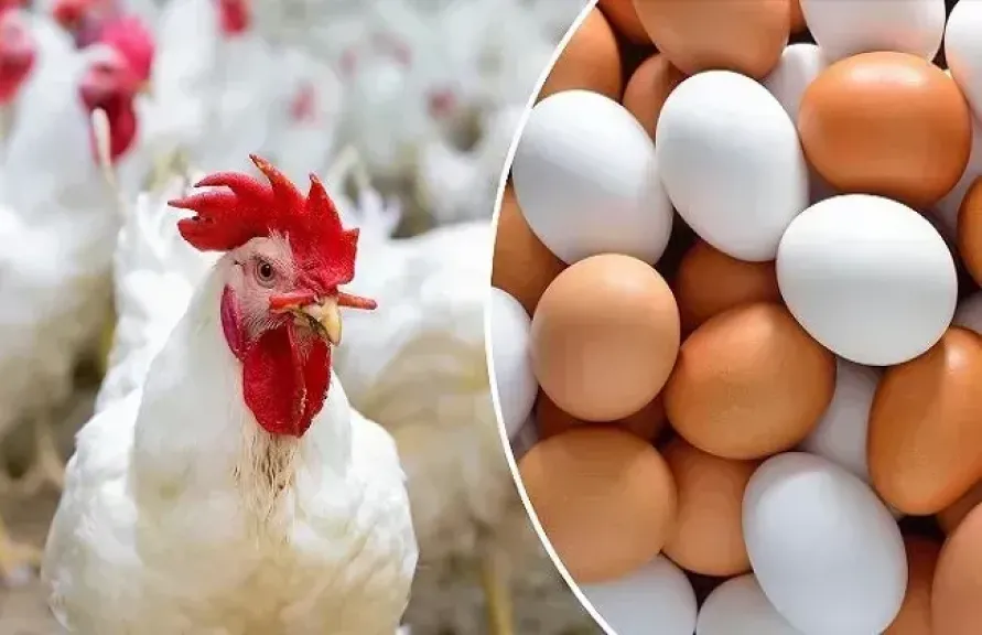 أسعار الدواجن والبيض و البانية اليوم الإثنين