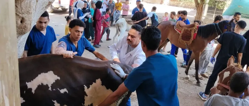 محافظ أسيوط: استمرار القوافل البيطرية المجانية بالبداري لدعم صغار المربين
