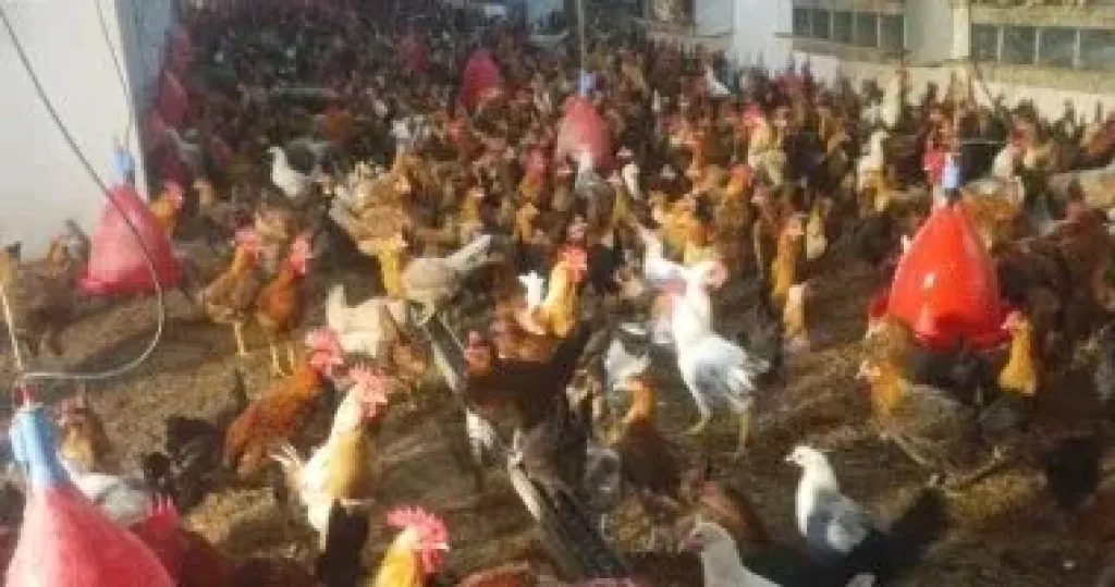 الموافقة على تصدير أعلاف الأسماك والدواجن والبيض إلى دول عربية وأجنبية