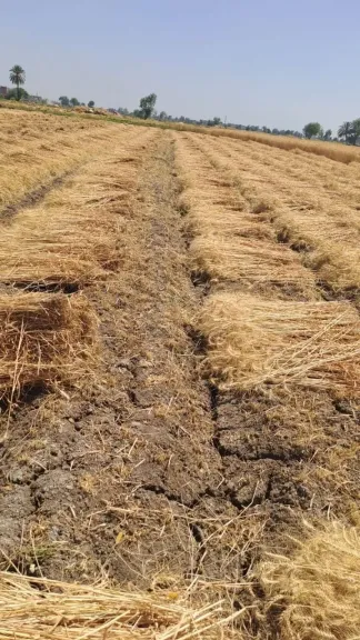 صوامع  الشرقية استقبلت حتى الان ٦٧٨٠٦٦ طن و٥٠٠ كيلو من القمح المحلي