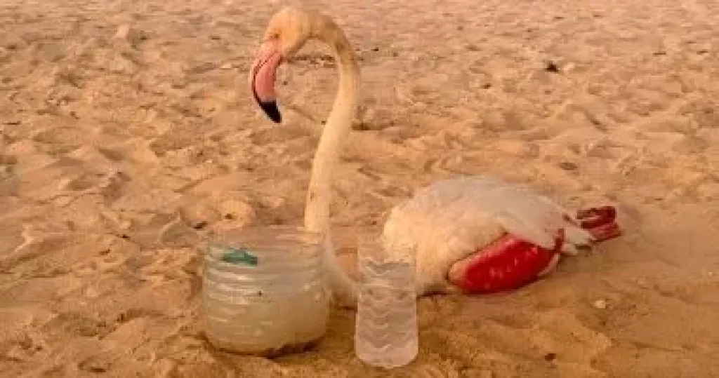 العثور على طائر فلامنجو أبيض بالساحل الشمالى وإيداعه بمركز الحياة بأشتوم