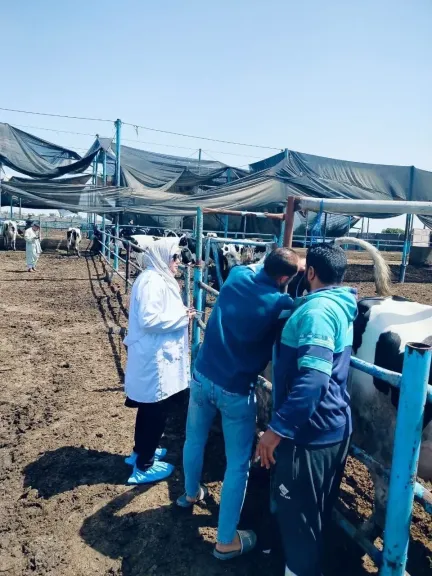 بيطري الشرقية الانتهاء من فحص2461 ماشية ضد البروسيلا والسل البقرى