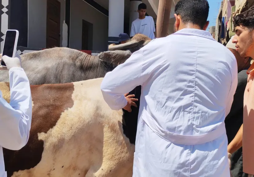 جامعة كفر الشيخ تنظم قافلة بيطرية مجانية للكشف على 3426 حالة بقرية المناوفة| صور