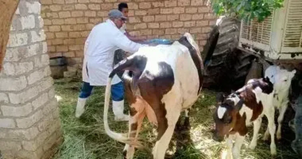 الزراعة تطلق الحملة القومية الثانية لتحصين الماشية ضد مرضي الحمى القلاعية