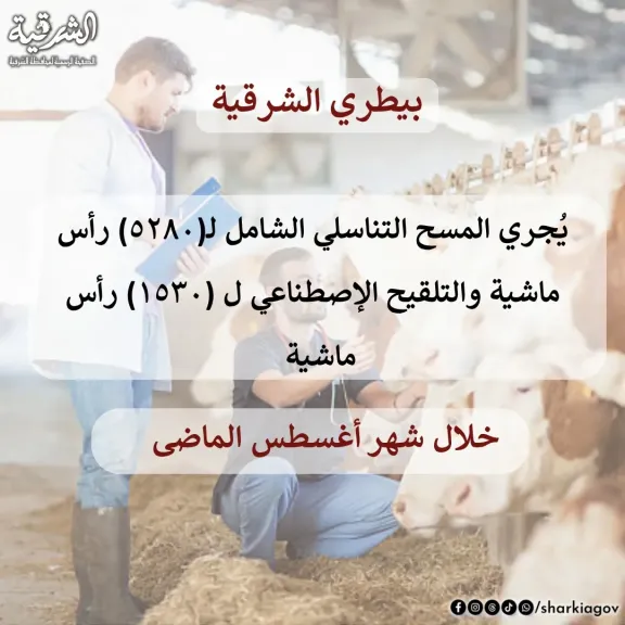 بيطري الشرقية: اجراء المسح التناسلي والتلقيح لـ6810رأس ماشية باغسطس