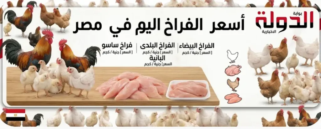 أسعار الفراخ اليوم 4 سبتمبر 2026.. البانيه والوراك والشيش طاووق