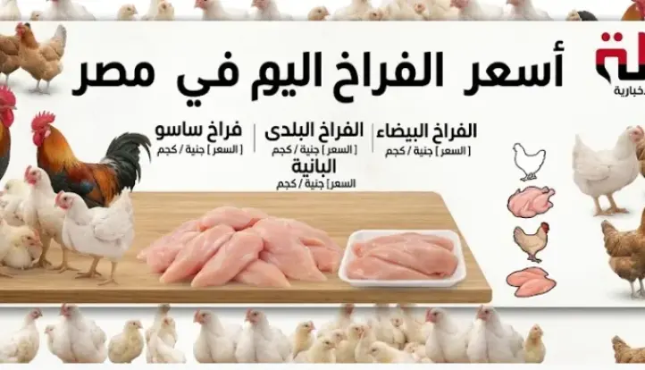 أسعار الفراخ اليوم 4 سبتمبر 2026.. البانيه والوراك والشيش طاووق